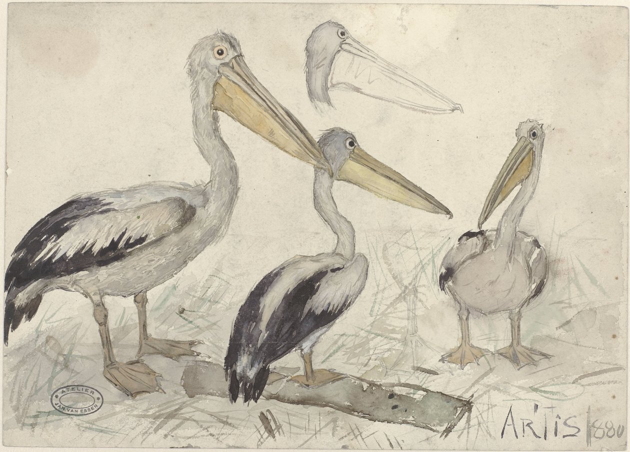 Sanat Hayvanat Bahçesinde Pelikanlar by Jan van Essen