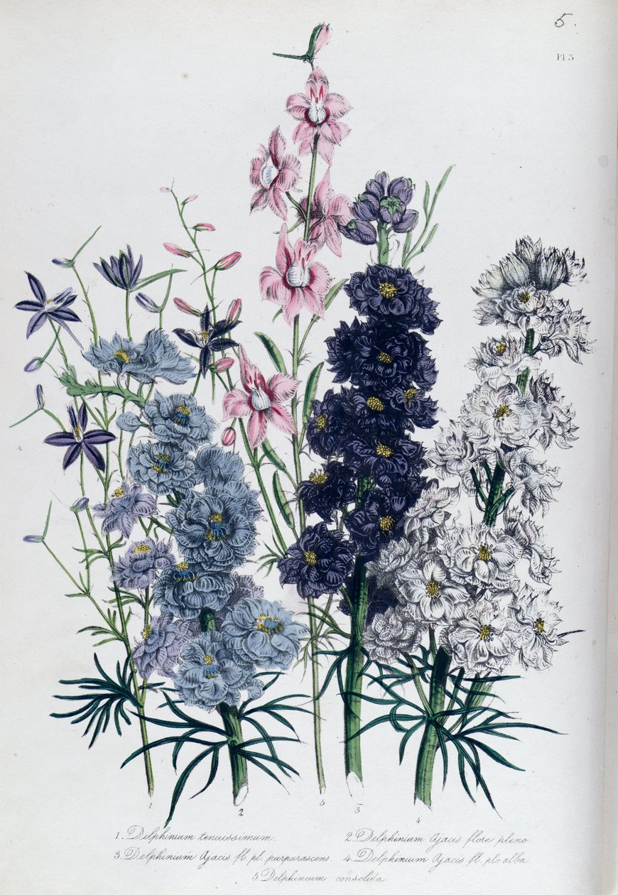 Delphiniums, 