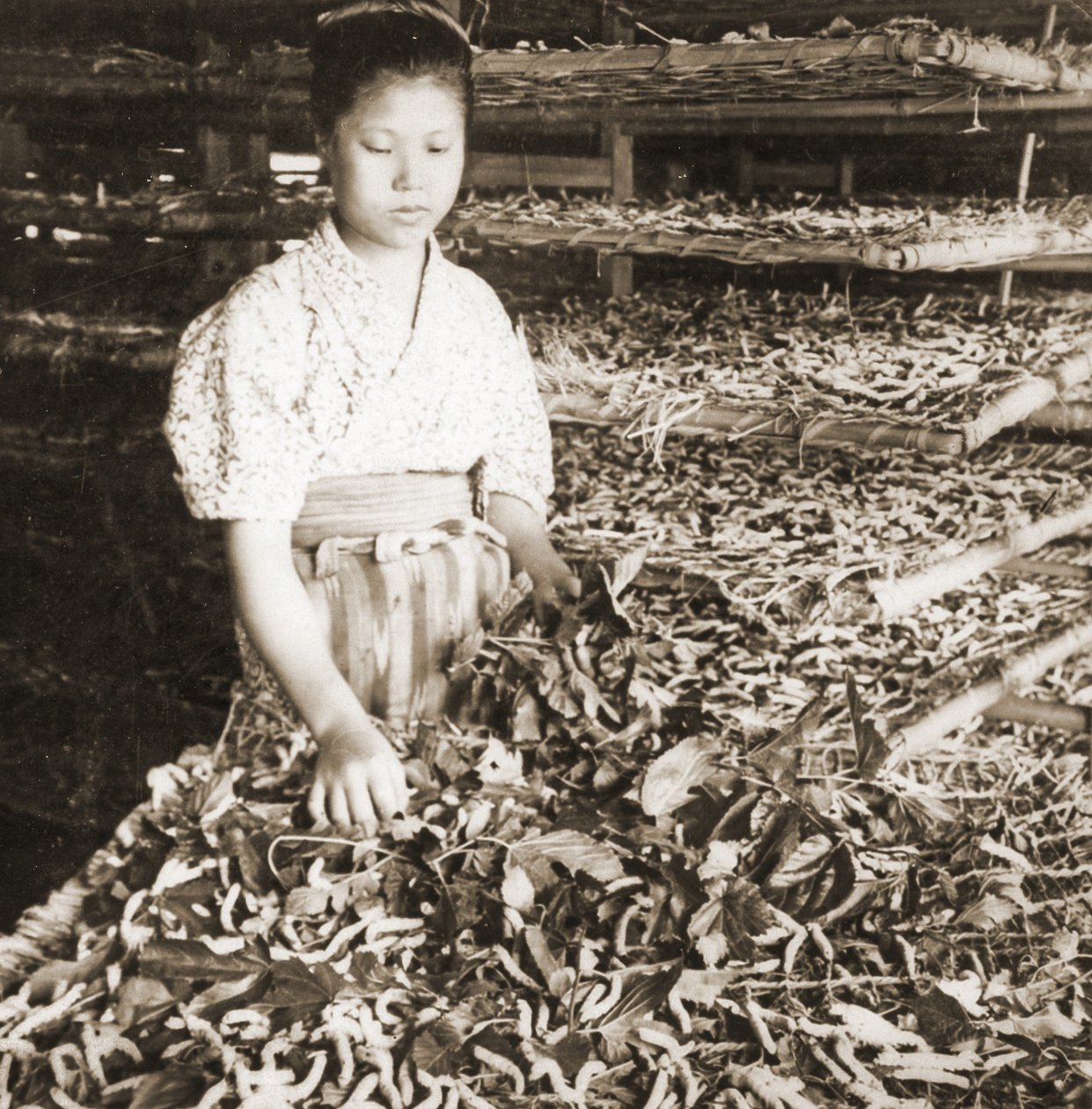 Genç ipekböceklerini dut yapraklarıyla beslemek, 1900 dolayları (albüm fotoğrafı) by Japanese Photographer