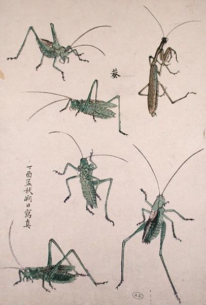 Çekirgeler (renkli tahta baskı) by Japanese School