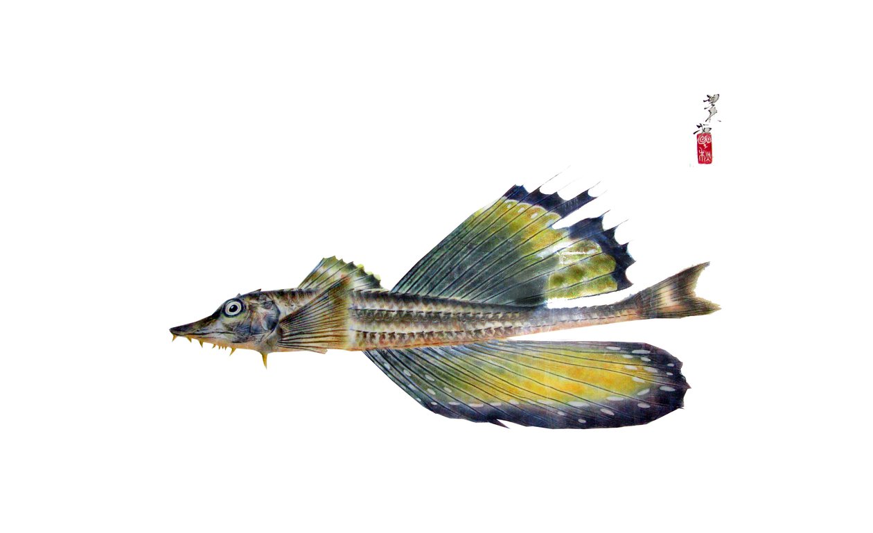 gyotaku by Japanese School