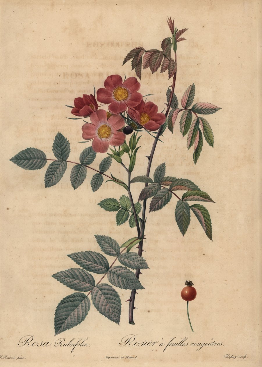 Kırmızı yapraklı gül, Rosa glauca. by Jean Baptiste Chapuy