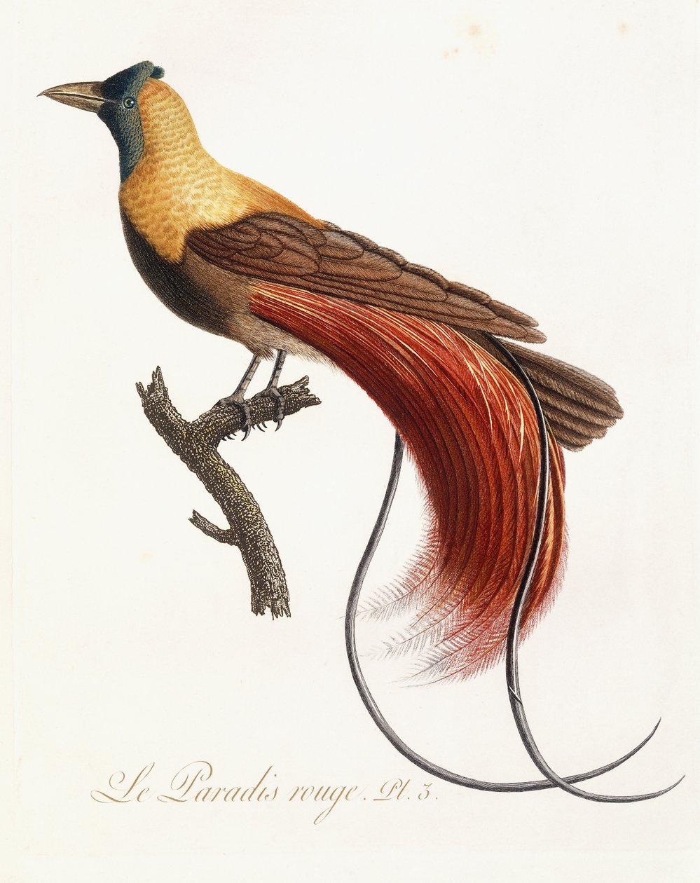 Kızıl Cennet, 1802 by Jean Baptiste Audebert