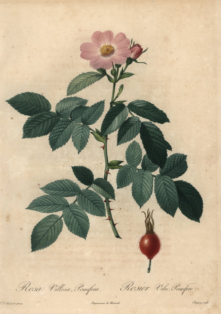 Pembe elma gülü, Rosa villosa. by Jean Baptiste Chapuy