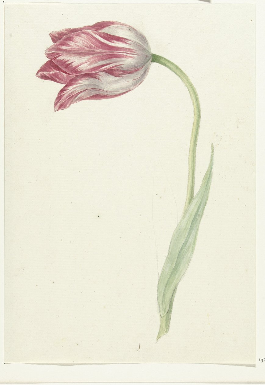 Pembe Lale by Jean Bernard