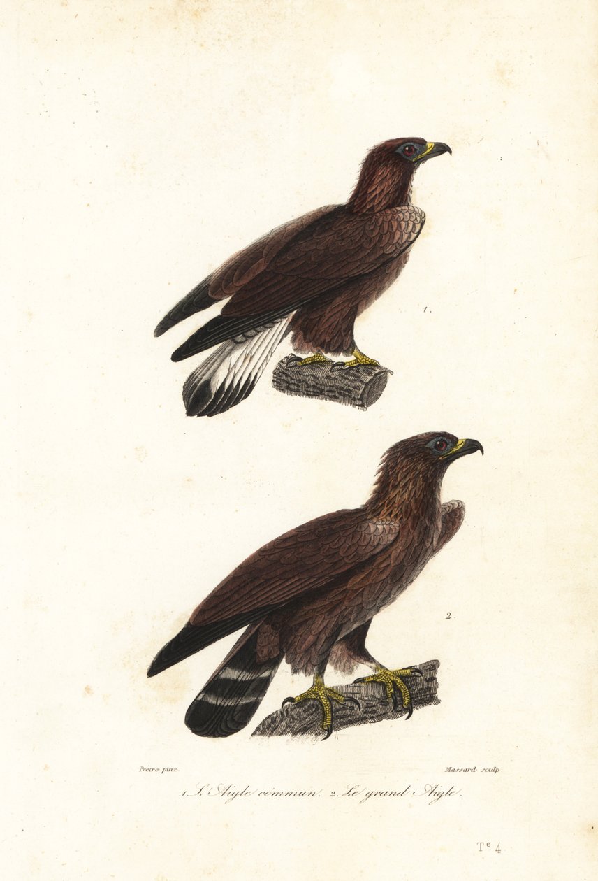 Altın kartal, Aquila chrysaetos. by Jean Gabriel (after) Pretre