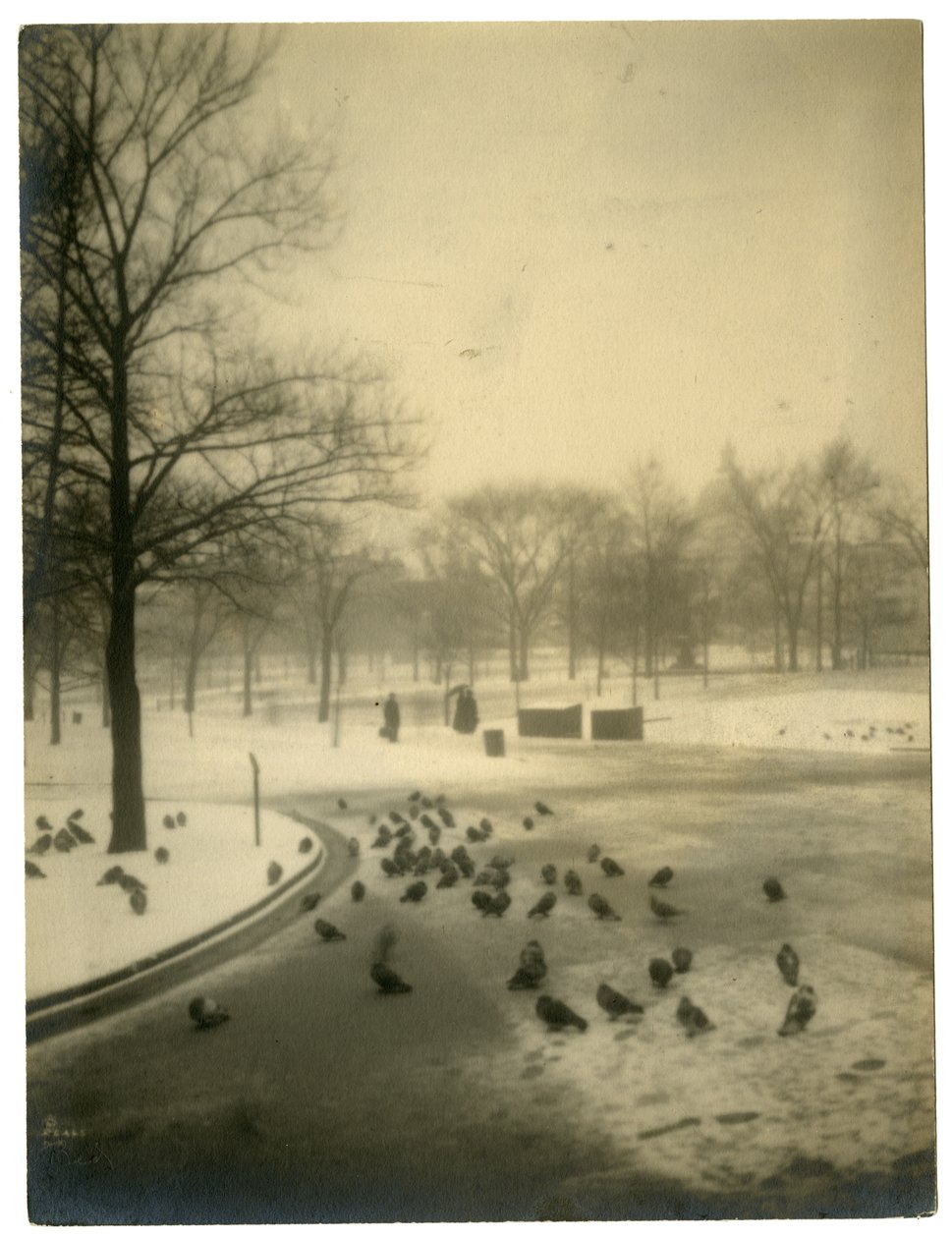 Güvercinlerde yaygın, Boston, ABD, c.1902-10 by Jessie Tarbox Beals