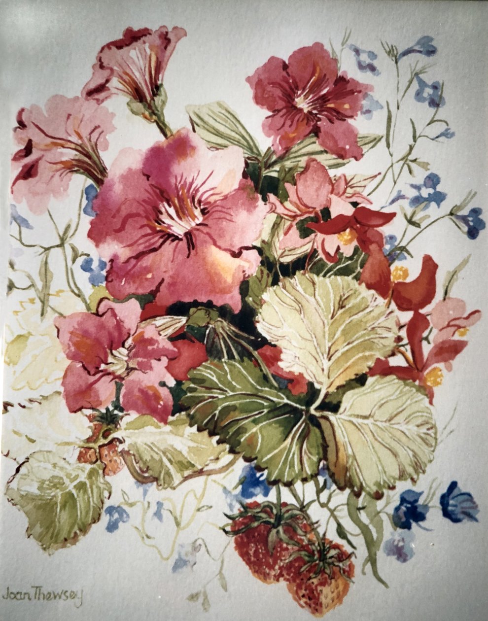 Teras Tencerede Petunya, Lobelia, Begonya ve Çilek, by Joan Thewsey