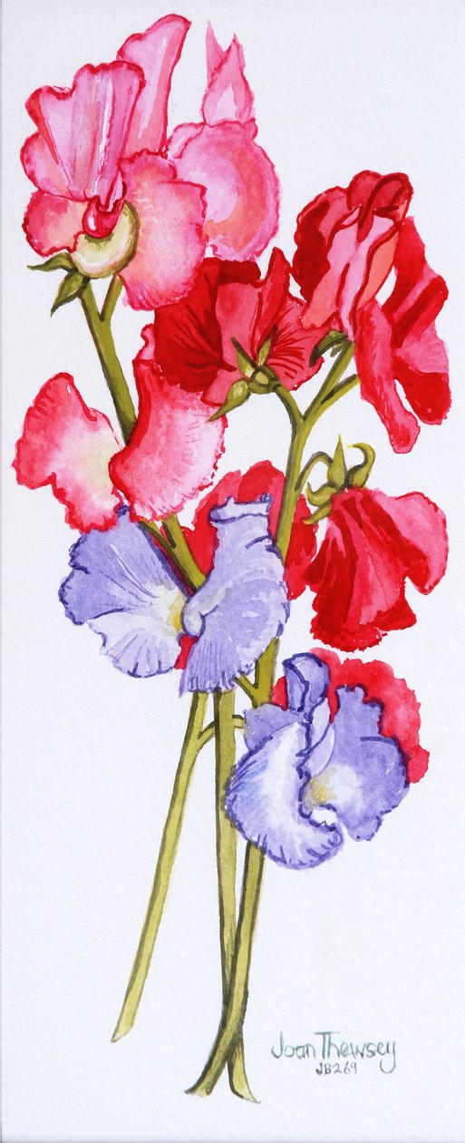 Üç Tatlı Bezelye 2011 by Joan Thewsey