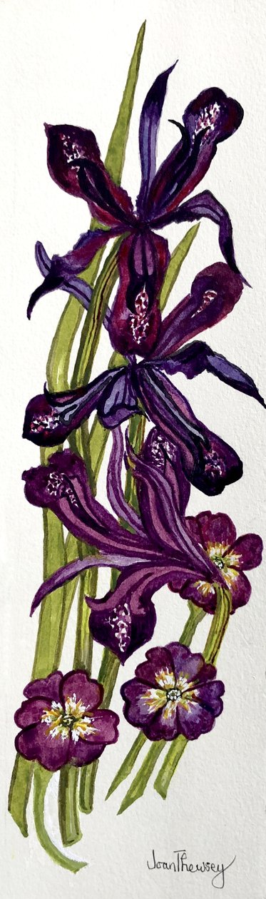 Süsenler ve Primroses (suluboya) by Joan Thewsey