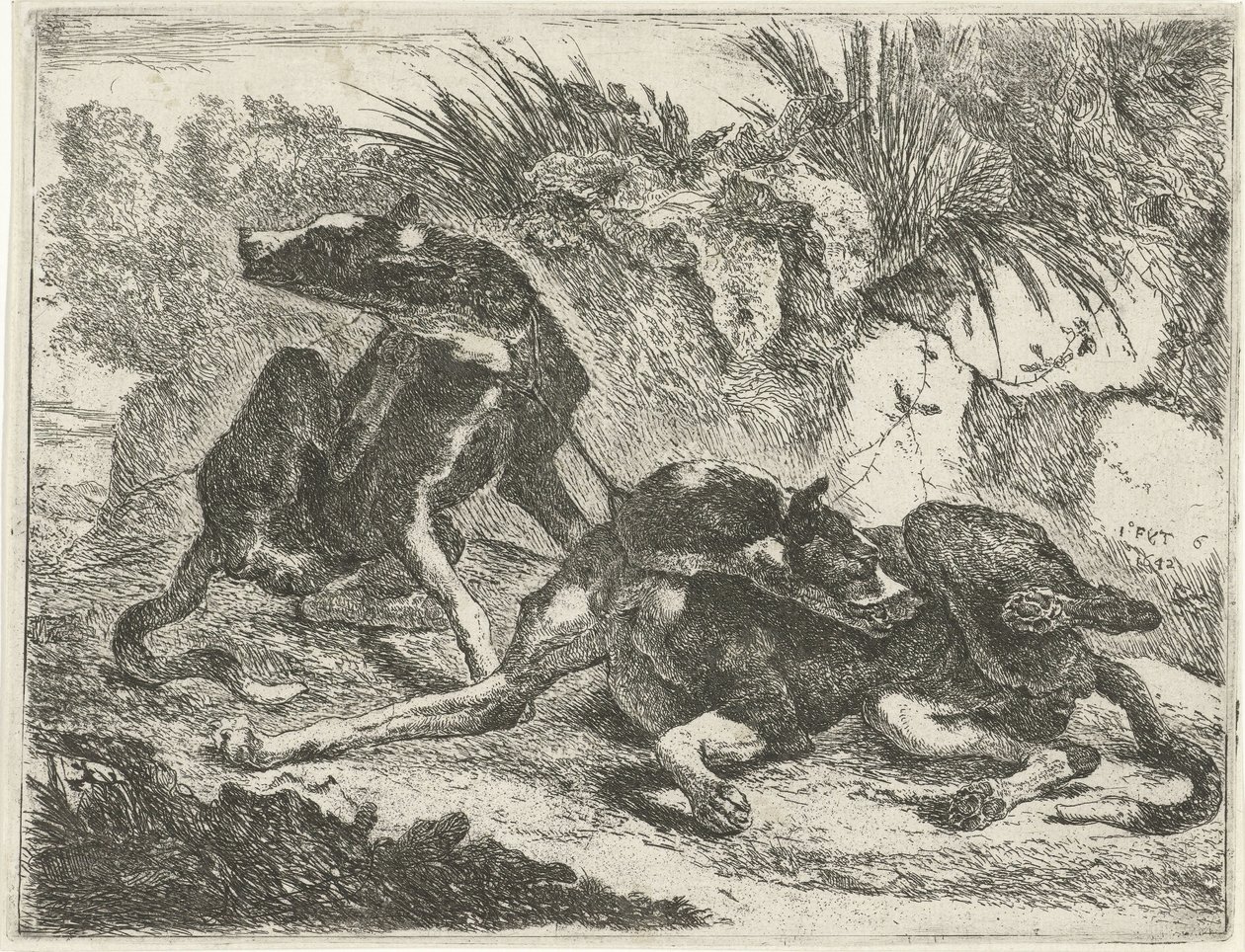 İki köpek Köpekler (dizi başlığı) by Joannes Fijt