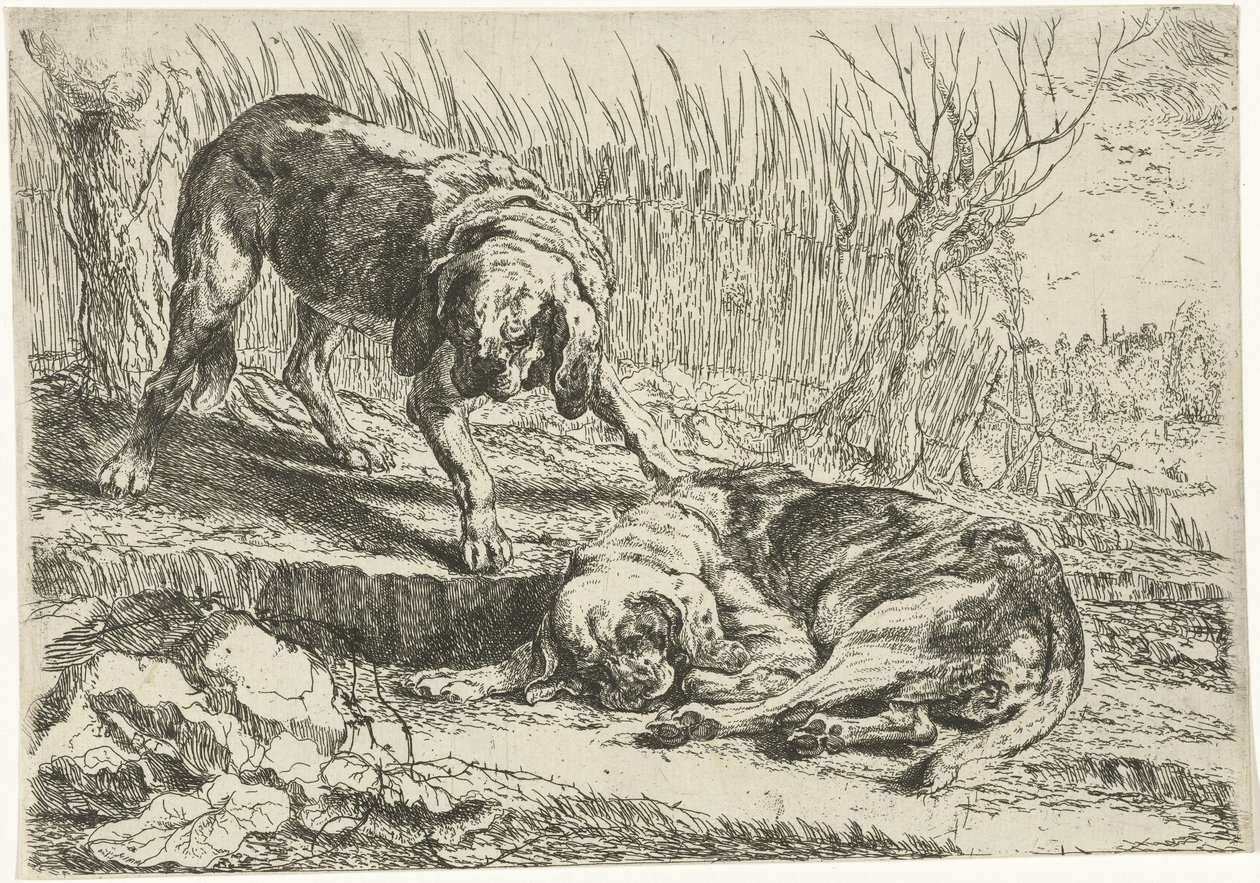 İki köpek Köpekler (dizi adı) by Joannes Fijt