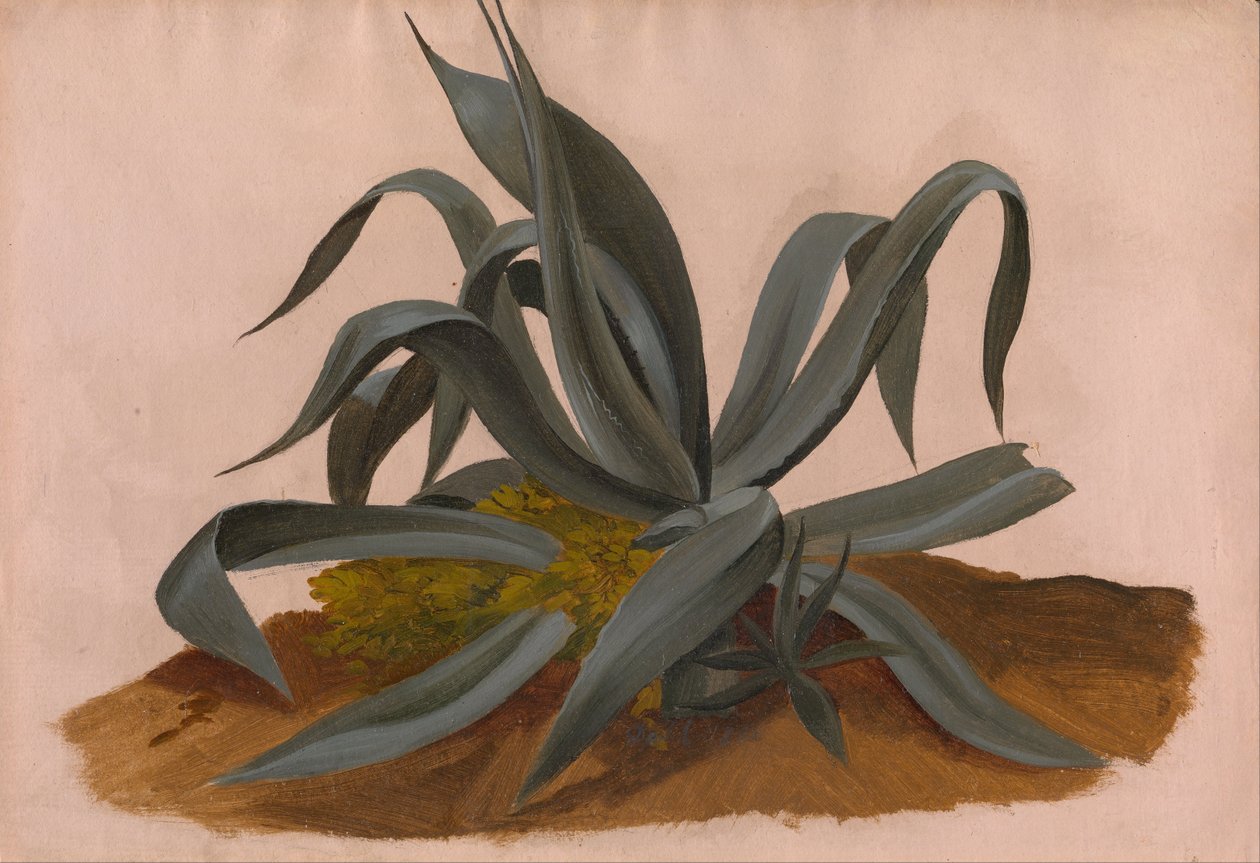 Bir Agave Çalışması by Johan Christian Dahl