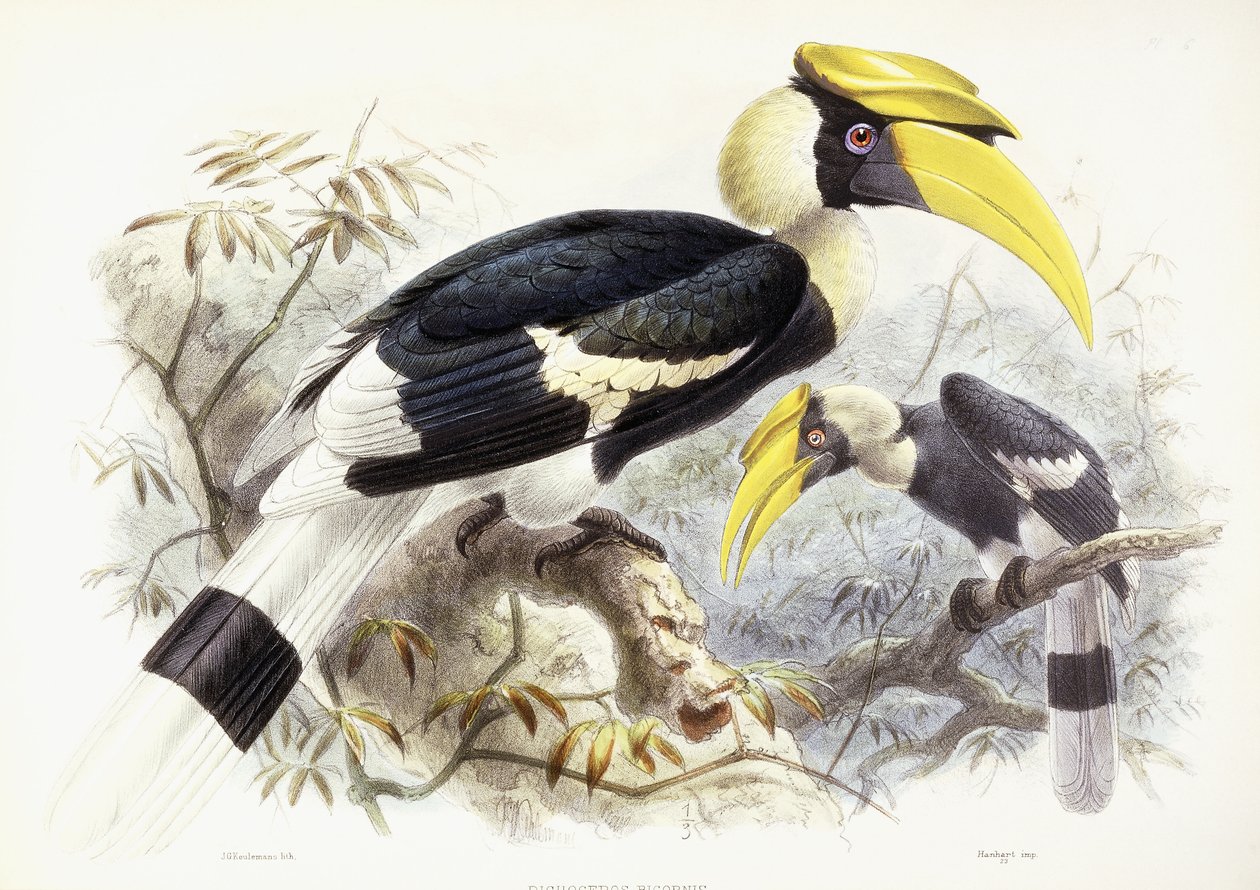 Dichocerus Bicornis, 1876-1882 by Johan Gerard Keulemans