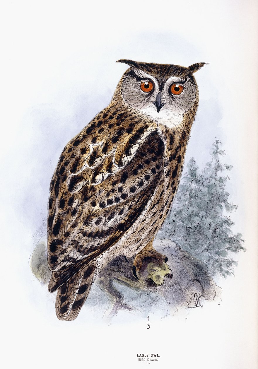 kartal baykuş by Johan Gerard Keulemans