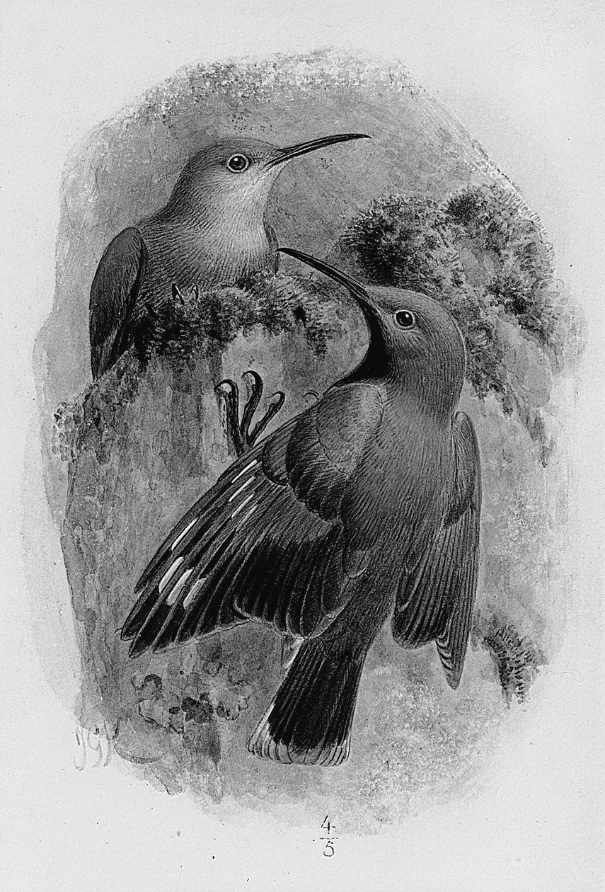Duvar sürüngenleri çifti by Johan Gerard Keulemans