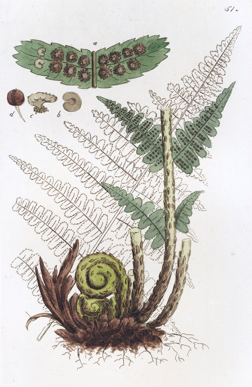 Erkek Eğreltiotu Dryopteris eğreltiotu-mas, 1804-1811 by Johan Wilhelm Palmstruch