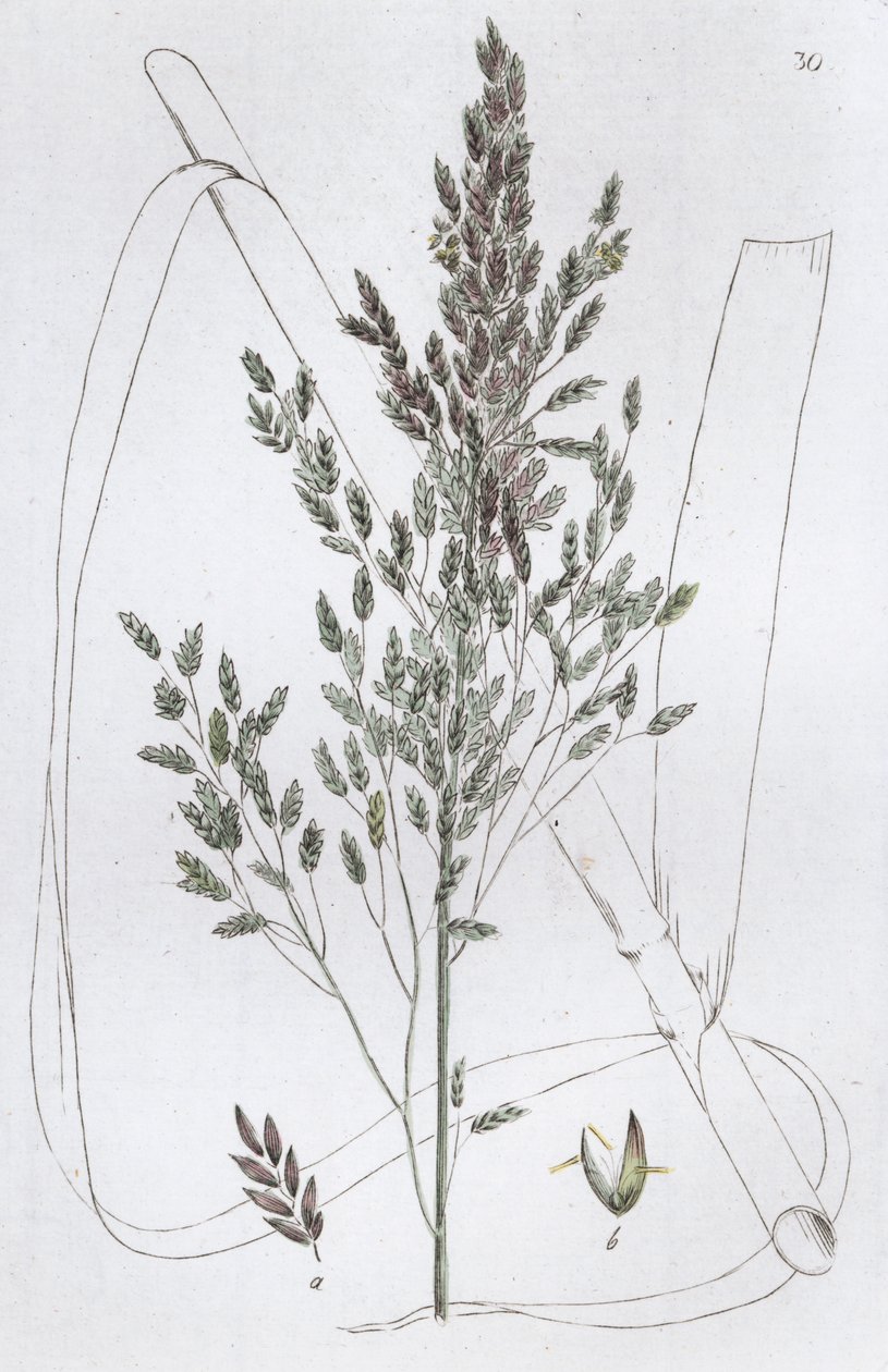 Reed Sweet Grass Poa aquatica, 1804-1811 by Johan Wilhelm Palmstruch