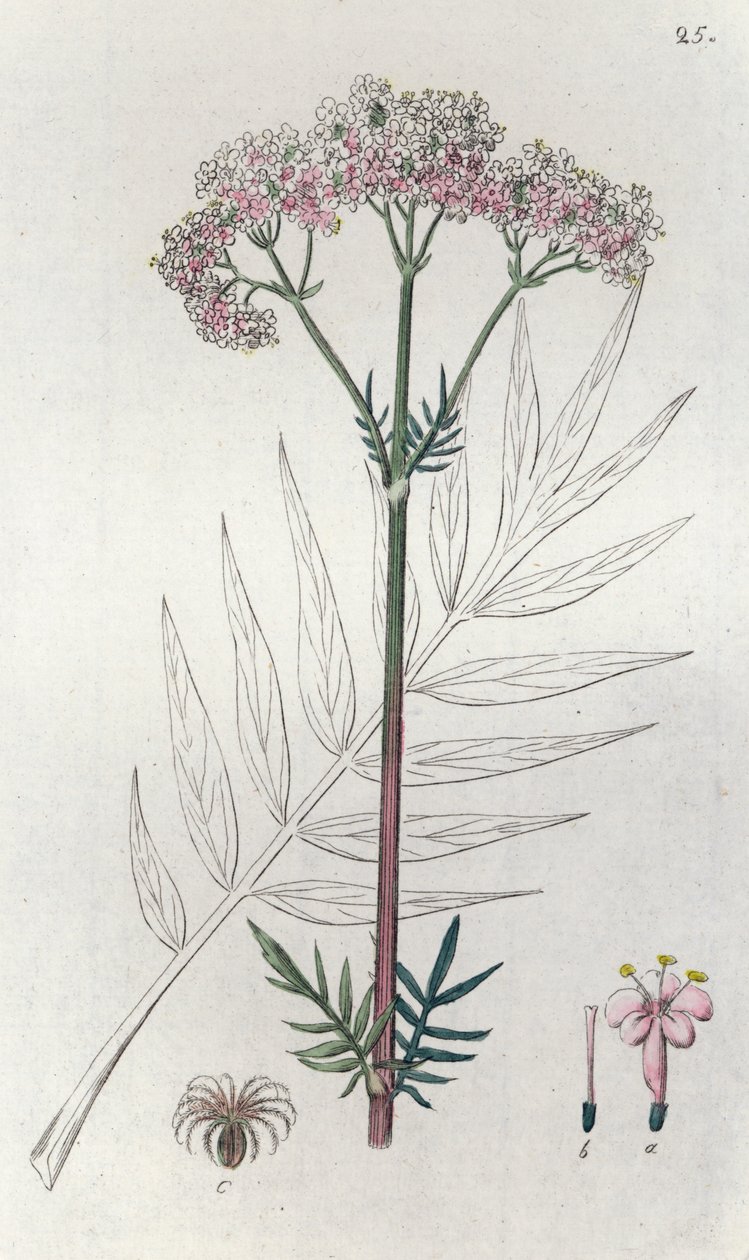 Kediotu Valeriana officinalis, 1804-1811 by Johan Wilhelm Palmstruch