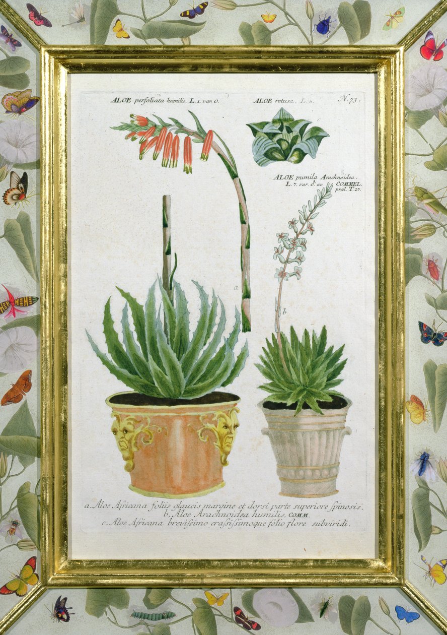 Aloe, c.1740 (hand-coloured engraving) by Johann Wilhelm Weinman