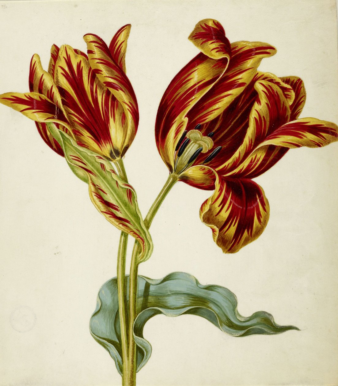 Lale, c. 1660. by Johann Bartholomäus Braun