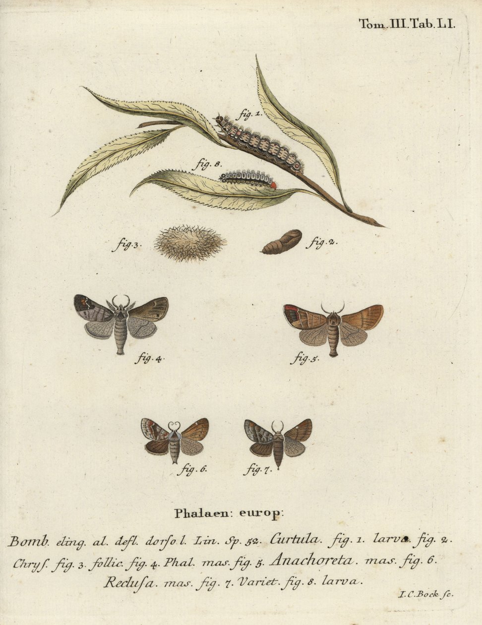 Çikolata uçlu güveler. by Johann Carl Bock