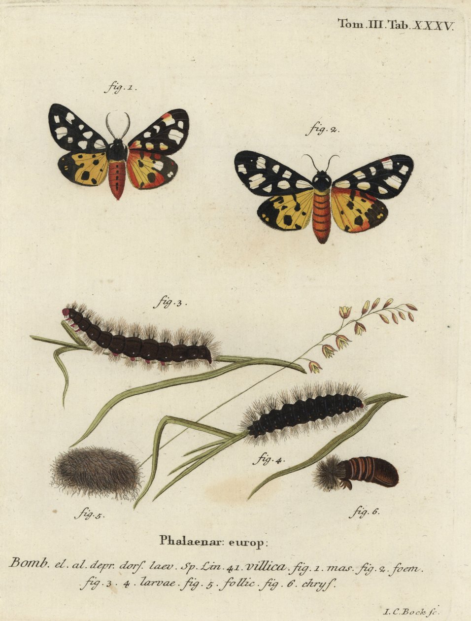 Krem lekeli kaplan güvesi, Epicallia villica by Johann Carl Bock
