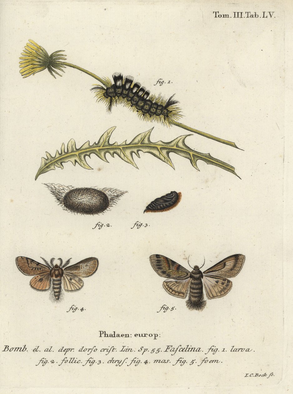 Kara tussock, Dicallomera fascelina. by Johann Carl Bock