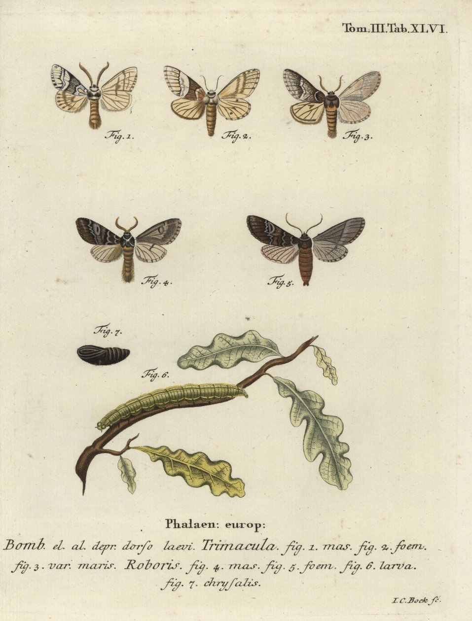 Drymonia dodonaea güvesi. by Johann Carl Bock