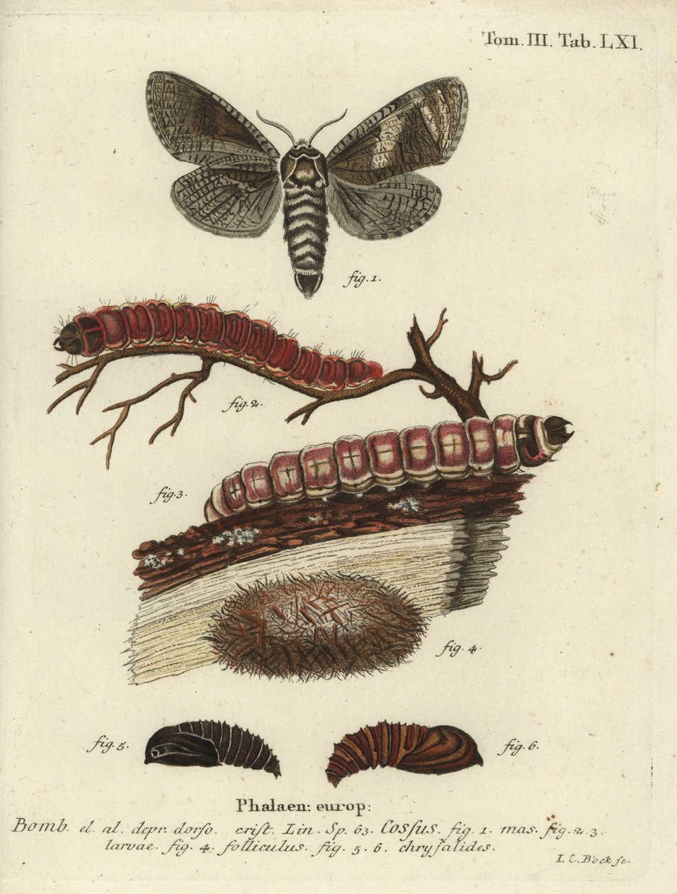 Keçi güvesi, Cossus cossus by Johann Carl Bock