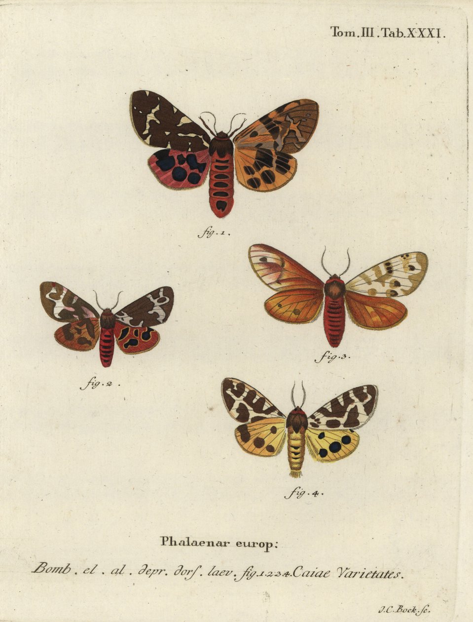 Büyük kaplan güvesi çeşitleri, Arctia caja. by Johann Carl Bock