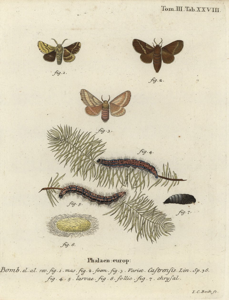 Yer uşağı güvesi, Malacosoma castrense. by Johann Carl Bock