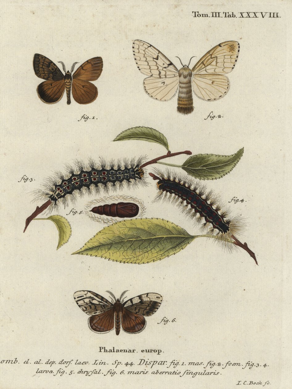 Çingene güvesi, Lymantria dispar. by Johann Carl Bock