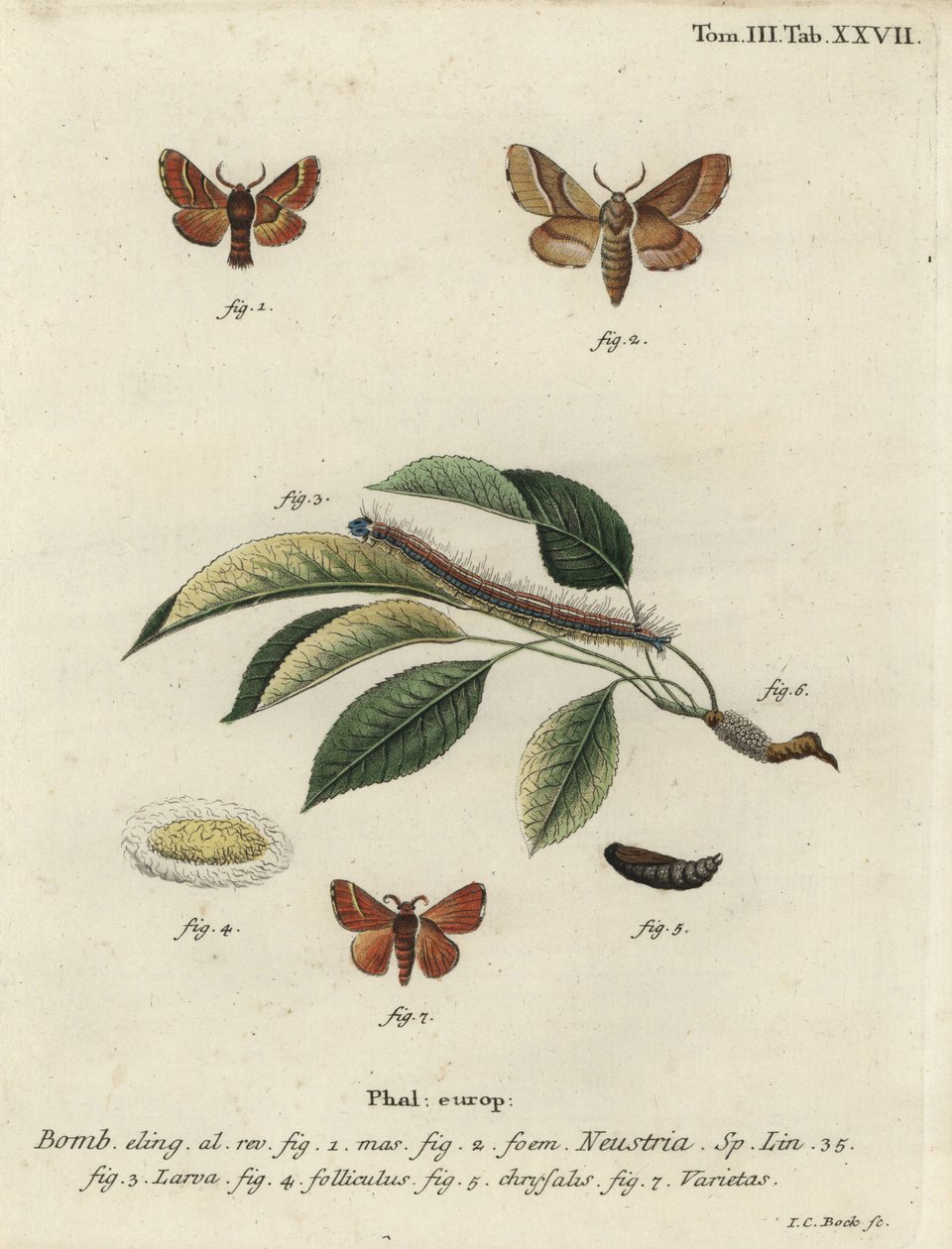 Lackey güvesi, Malacosoma neustria. by Johann Carl Bock