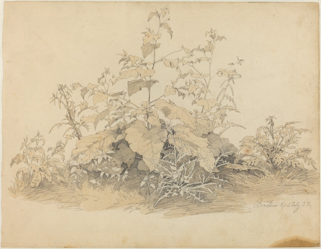 Birstein yakınlarındaki Yabani Bitkiler by Johann Christian Heerdt