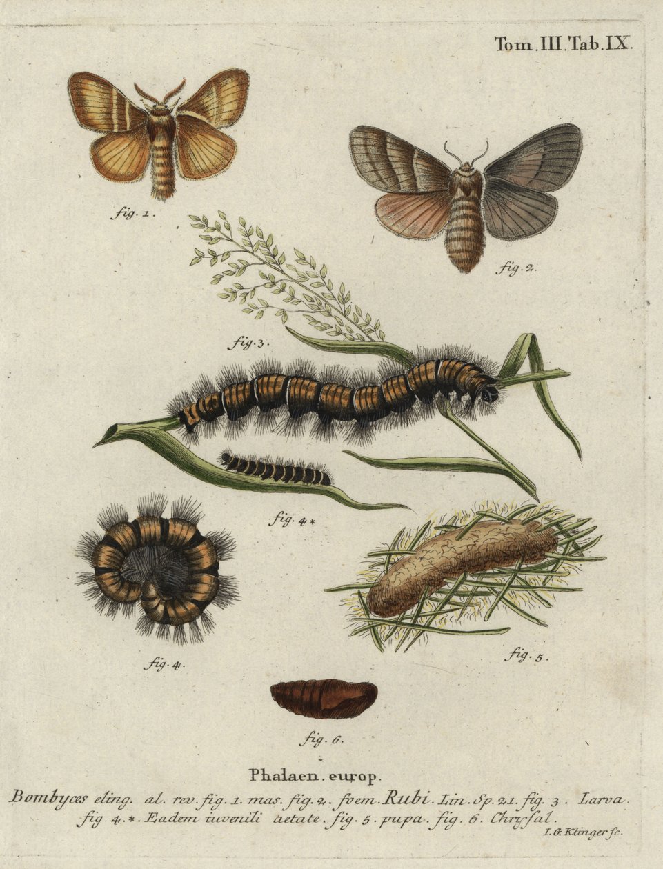 Tilki güvesi, Macrothylacia rubi. by Johann Georg Klinger