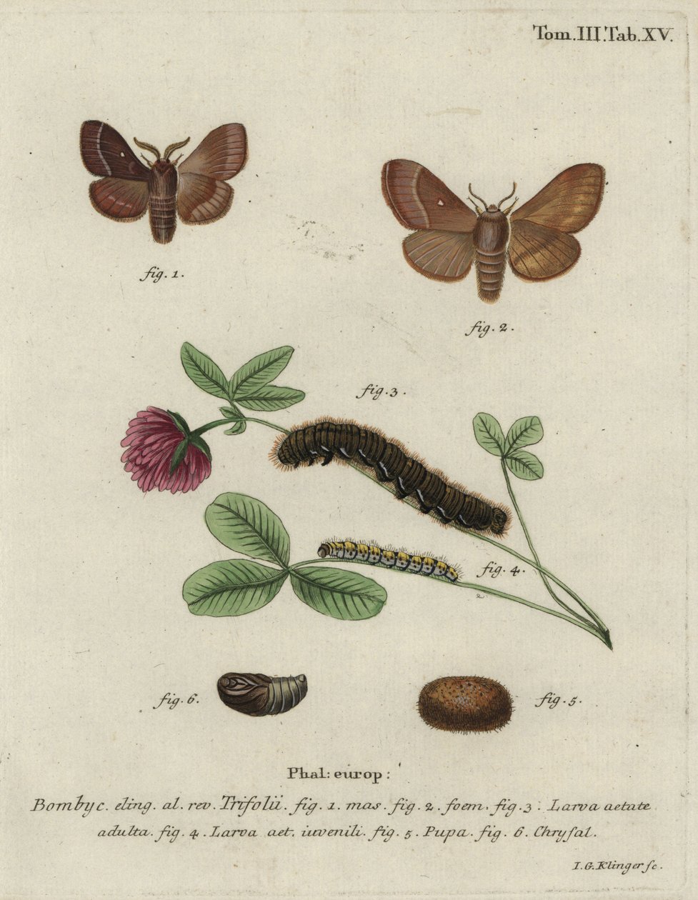 Çim yumurtası, Lasiocampa trifolii. by Johann Georg Klinger