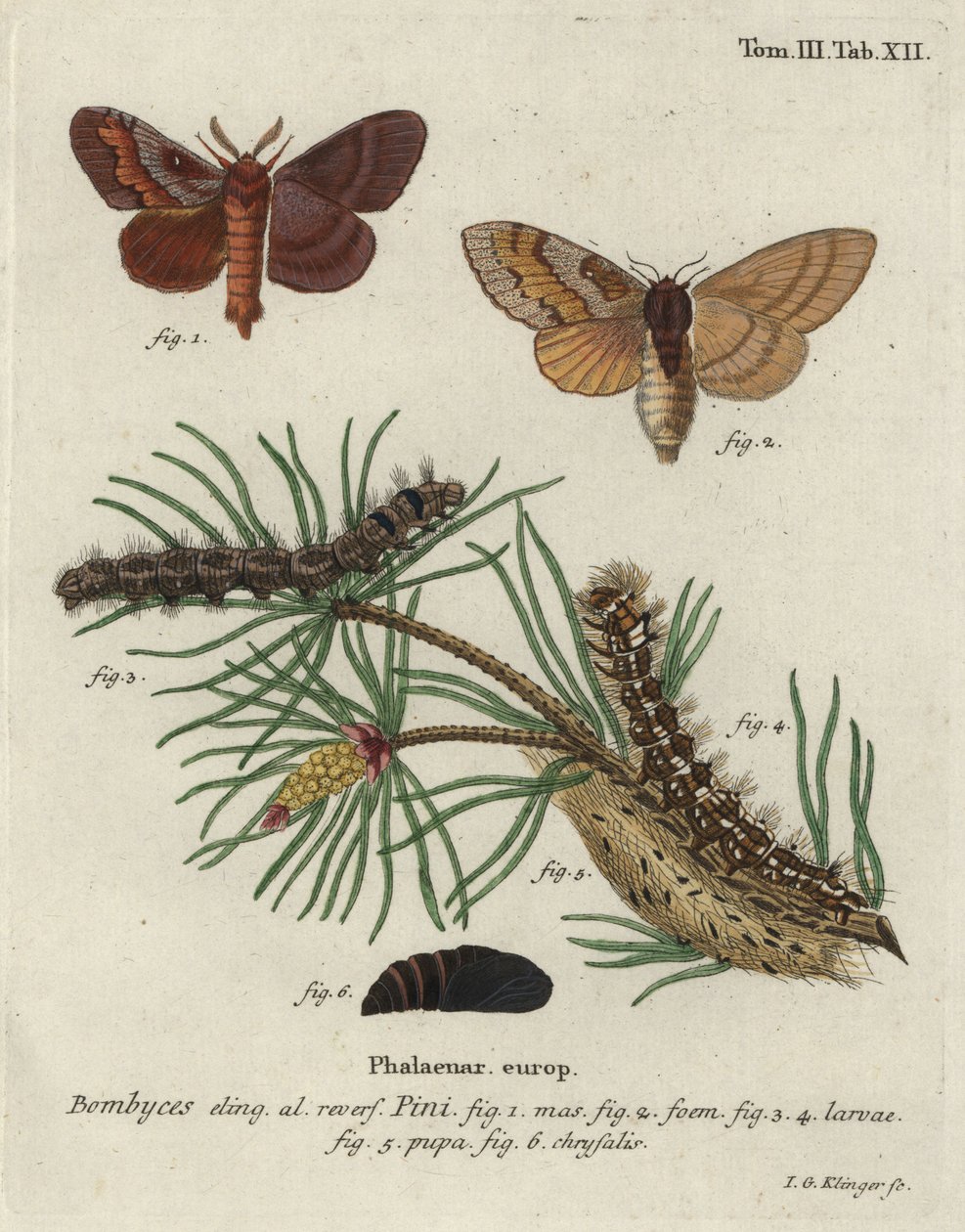 Çam ağacı lappet, Dendrolimus pini. by Johann Georg Klinger