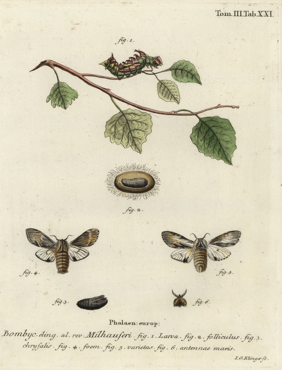 Tawny belirgin güve, Harpyia milhauseri. by Johann Georg Klinger