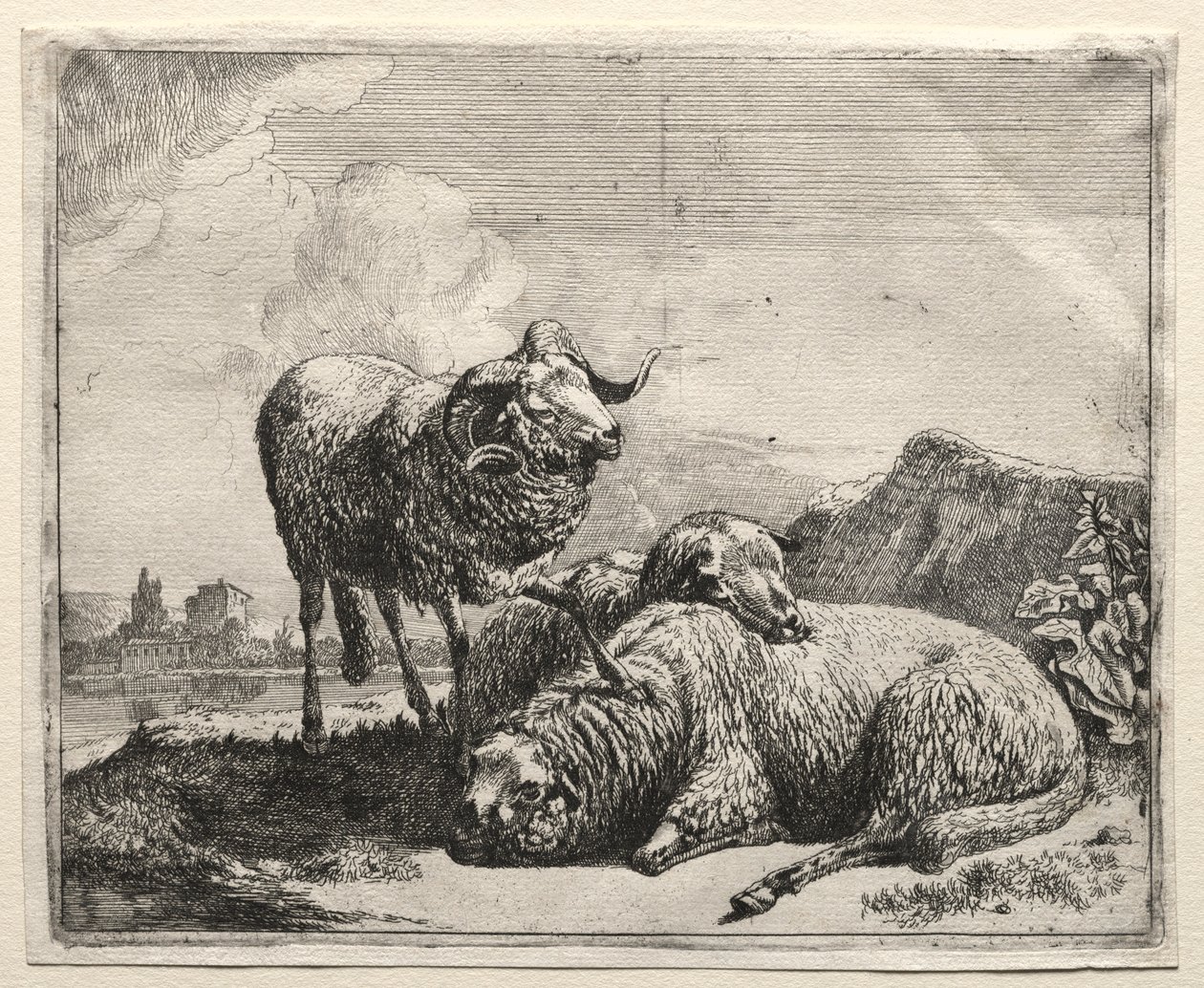 Koç ve İki Koyun, 1665. by Johann Heinrich Roos