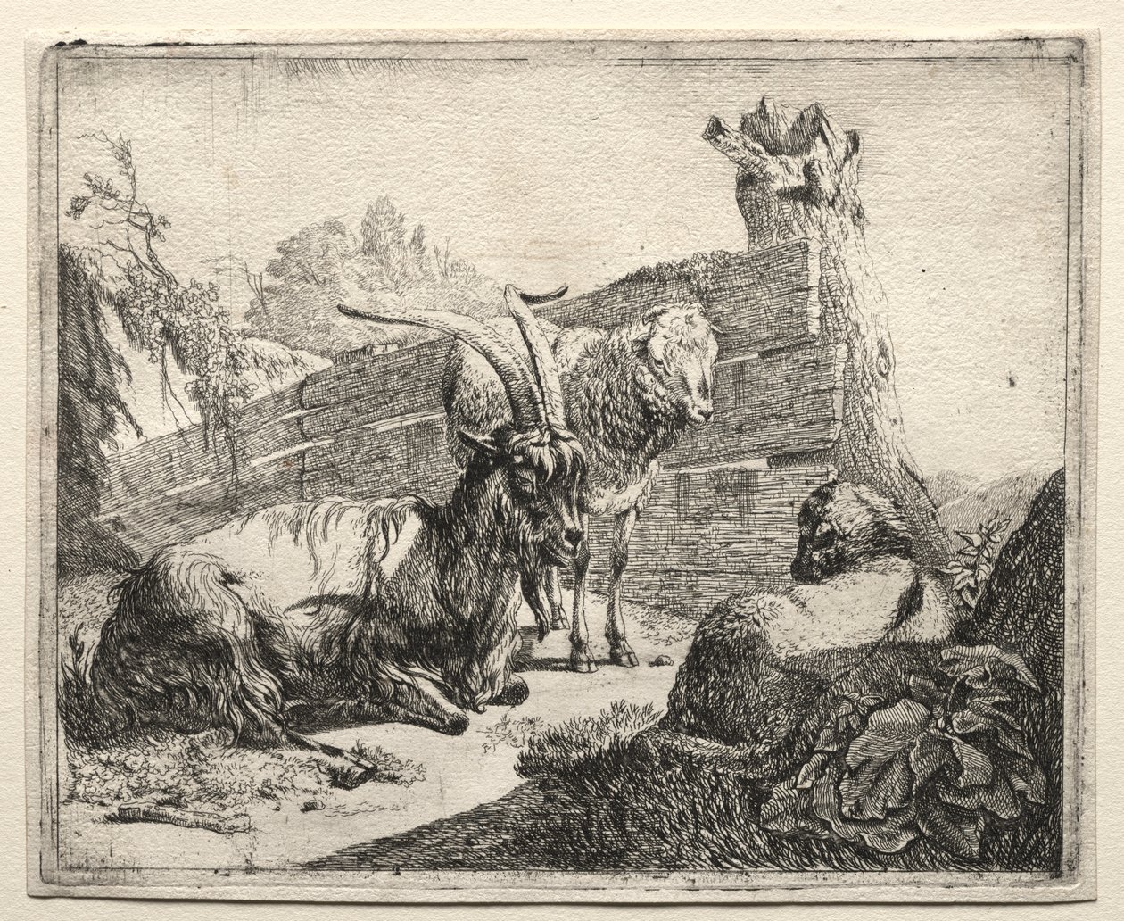 Çit by Johann Heinrich Roos