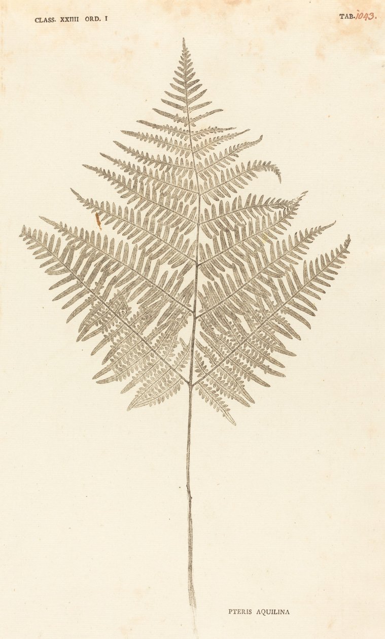 Pteris Aquilina by Johann Hieronymus Kniphof