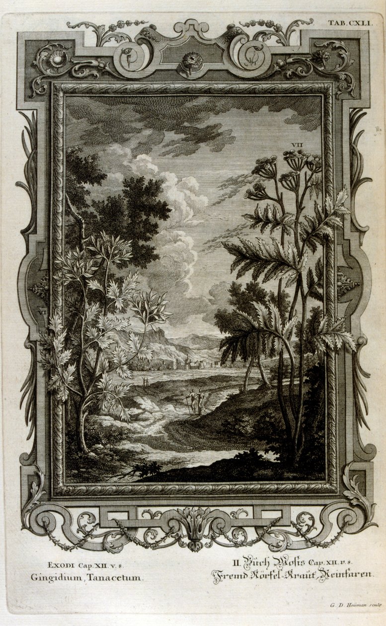 illüstrasyon by Johann Jakob Scheuchzer