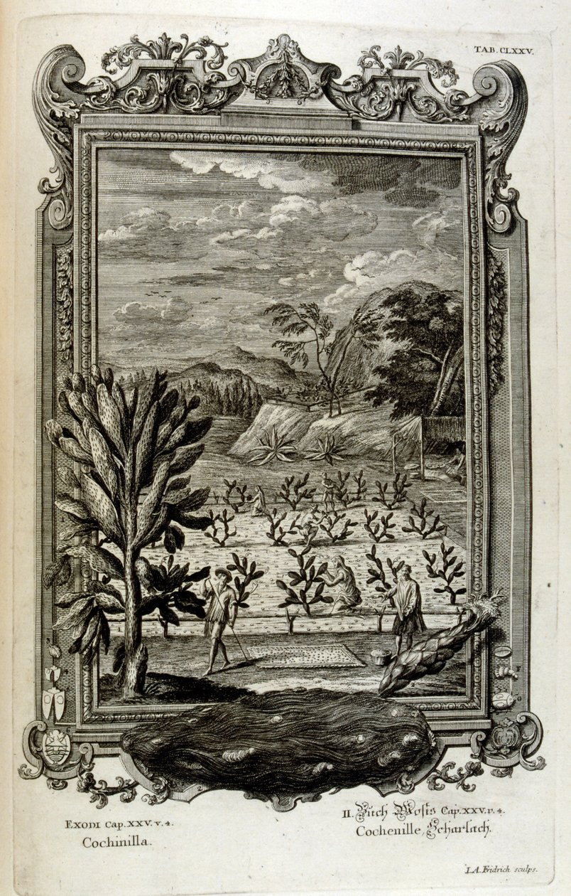 kaktüs yetiştirmek by Johann Jakob Scheuchzer