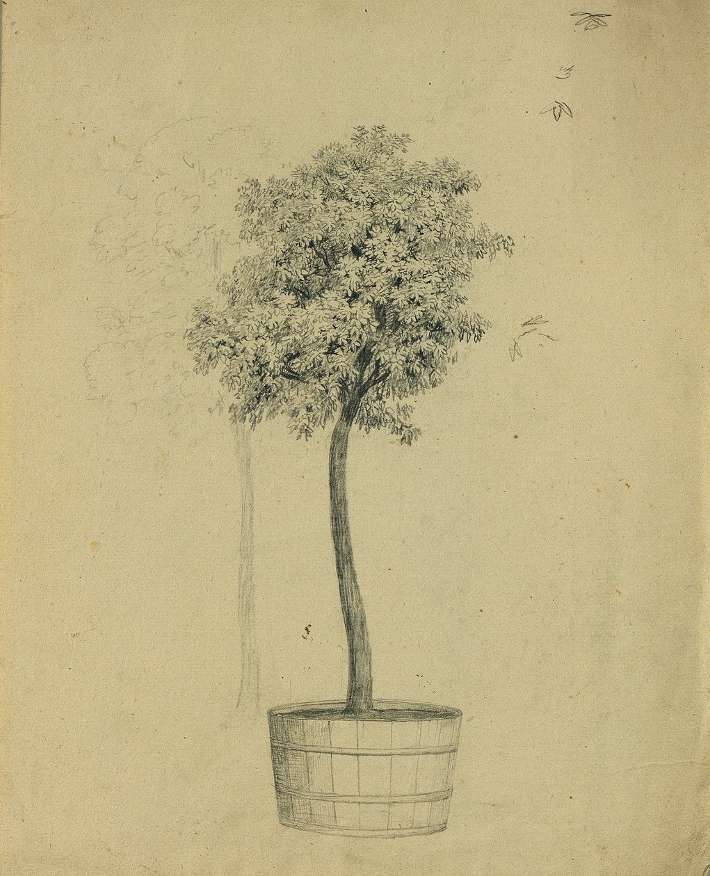 Bir saksıdaki fidan çalışması by Johann Peter Krafft
