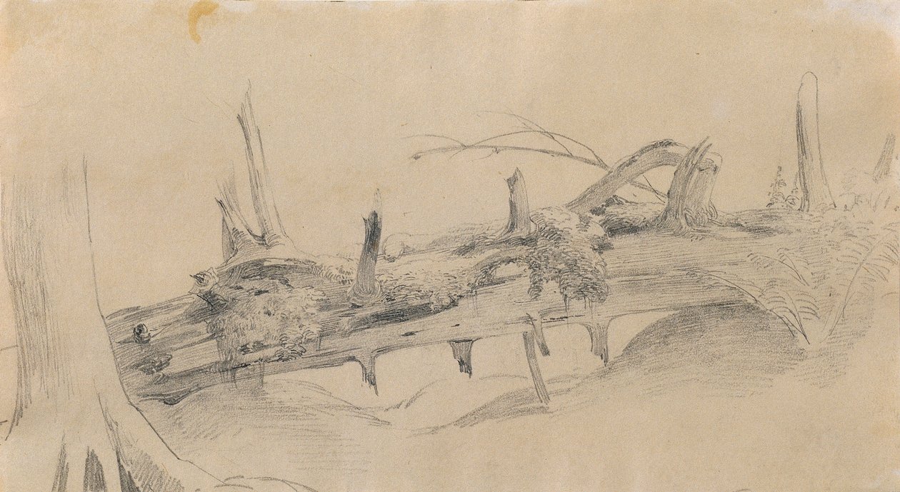 Kök sistemi, düşmüş ağaç by Johann Peter Krafft