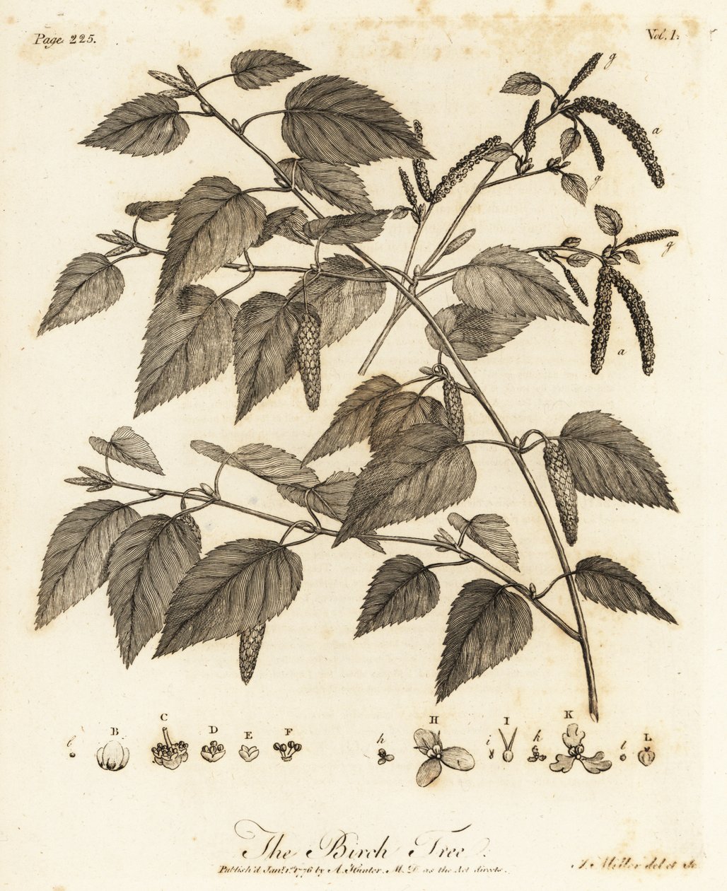 Tüylü huş, Betula pubescens. by Johann Sebastien Muller