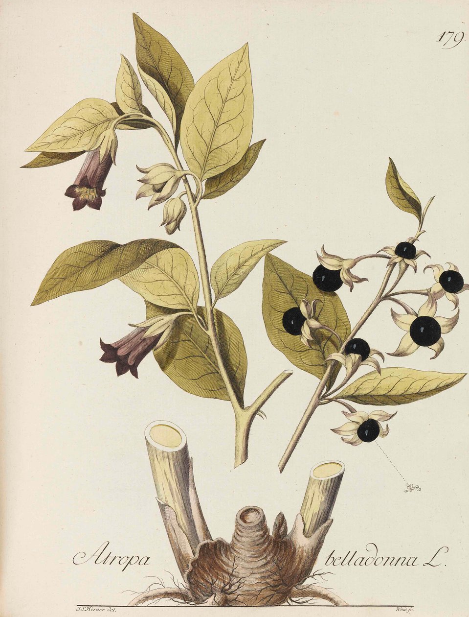 Tüm ekonomik tesislerin çizimi, 1786-1788. by Johann Simon von Kerner