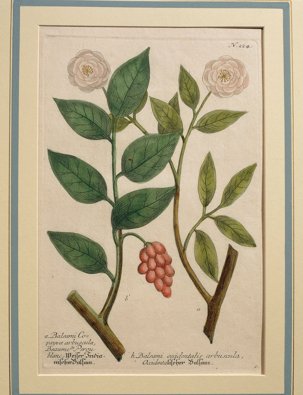 Balsam batı çalı, renkli fotoğraf by Johann Wilhelm Weinmann