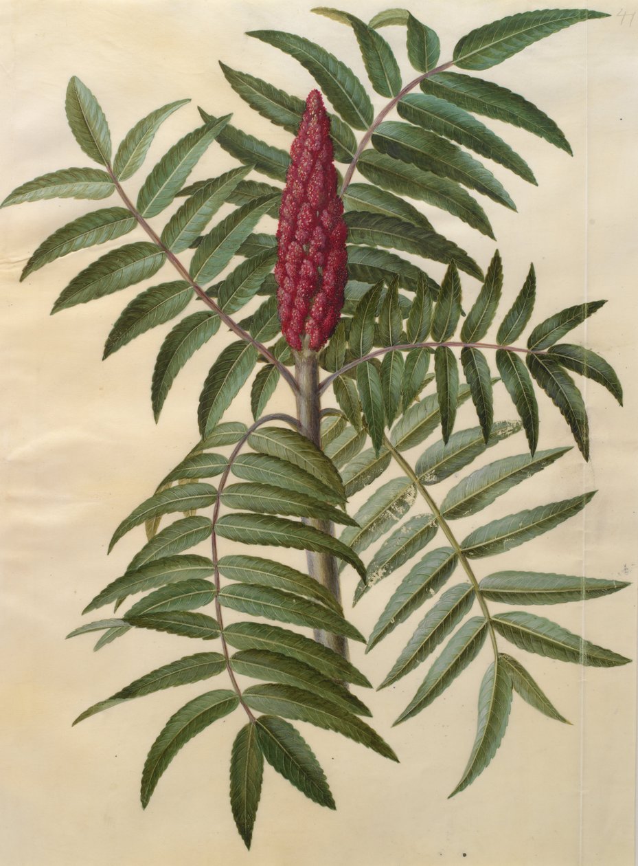 rhus tifina by Johannes Simon Holtzbecher